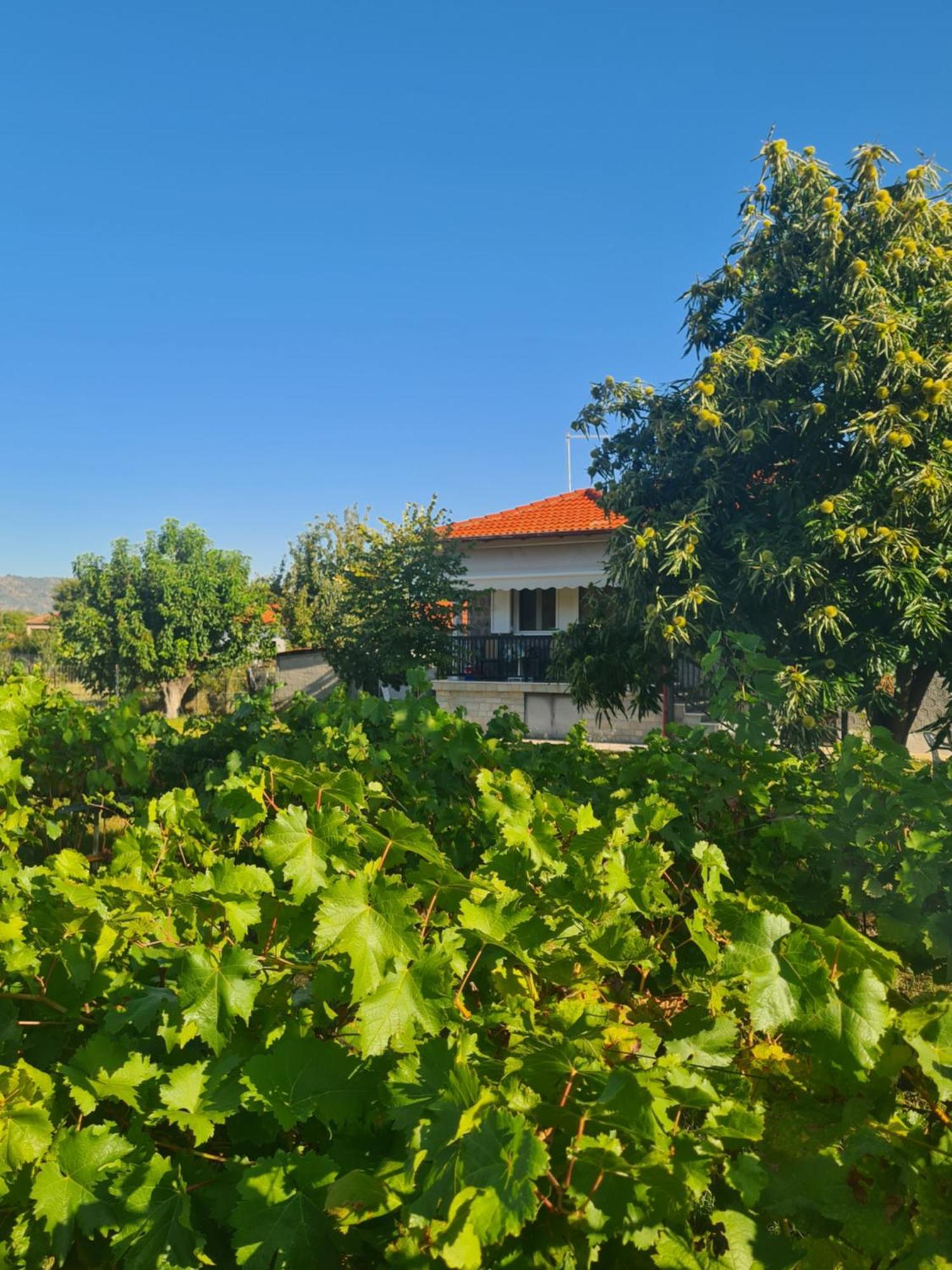Villa Anna Mitropolis  Ngoại thất bức ảnh