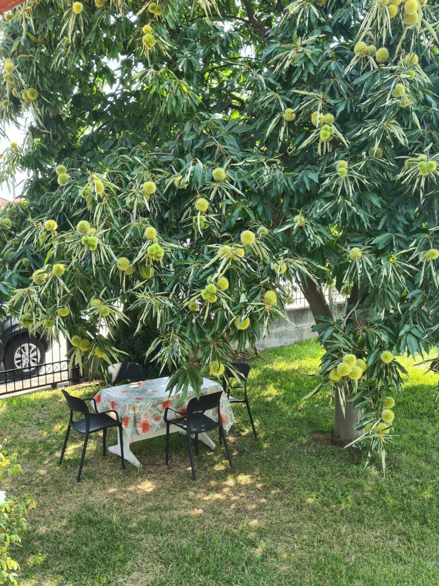 Villa Anna Mitropolis  Ngoại thất bức ảnh